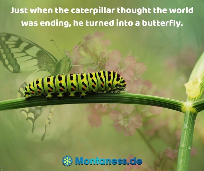 313-Just when the caterpillar thought